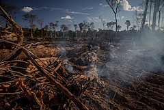 Land-use change is, for example, the conversion of forest into farmland or pasture. It has contributed significantly to biodiversity decline in the 20th century and today. The photo was taken in the Amazon (Picture: Marcio Isensee e Sá - stock.adobe.com)